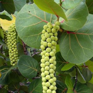 Frutales de hoja perenne | Descubre el Potencial de los árboles de Hoja  Perenne