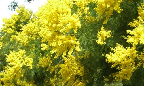 Acacia con flores amarillas