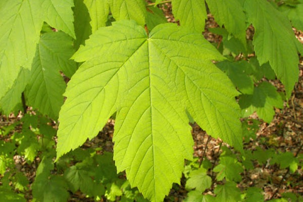 hoja de Acer pseudoplatanus