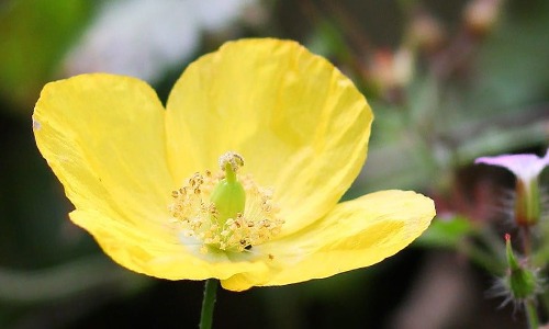 Amapola con flor amarilla