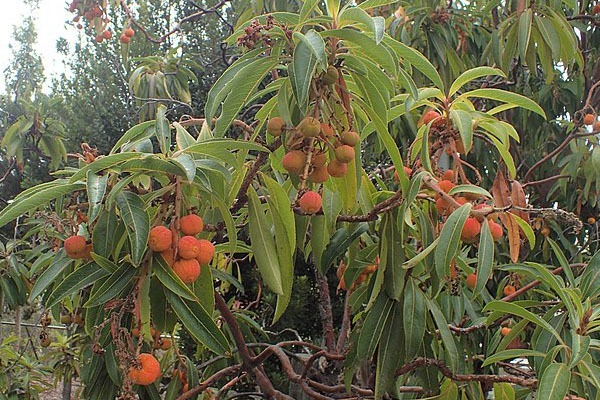 Arbutus canariensis con frutos colgando