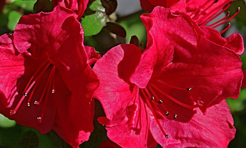 Azalea flor roja
