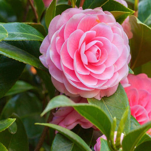 flor de Camellia de color morada rosa