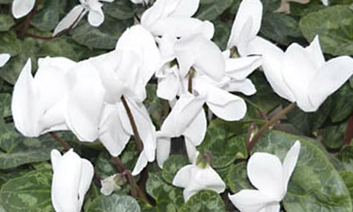 Ciclamen de flor blanca