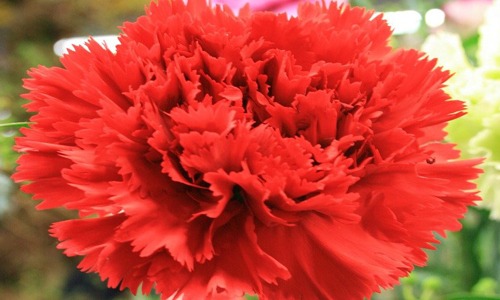Clavel flor roja