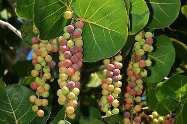 frutas de Coccoloba uvifera
