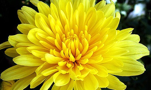 Crisantemo con flor amarilla