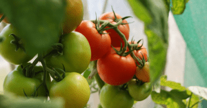 trece tomates en tomatera
