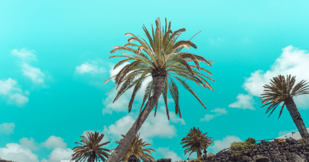 palmeras canaria con fondo azul