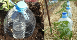 botellas riego solar para plantas