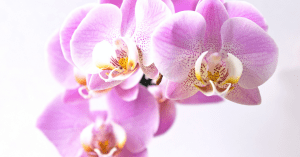 orquidea de color violeta blanca y amarilla