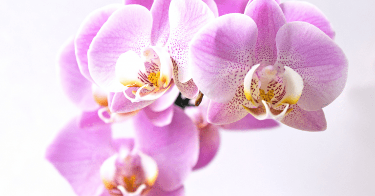 orquidea de color violeta blanca y amarilla