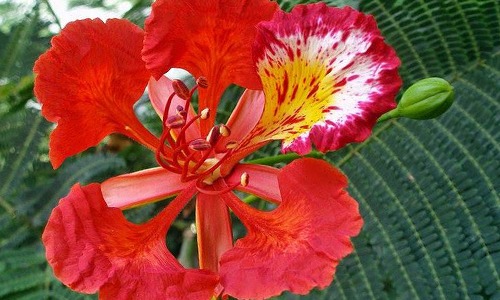 Flamboyan flor roja
