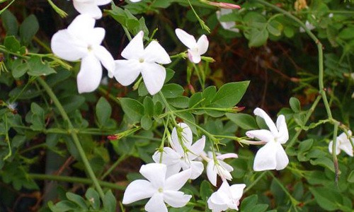 Flores blancas enredadera de jazmin
