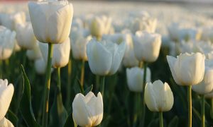 Flores de tulipan blanco