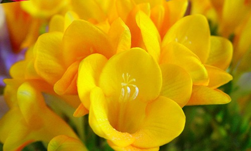 Fresias con flores amarillas