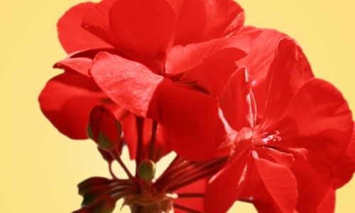 Geranio zonal con flor roja