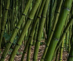como plantas bambú gigante