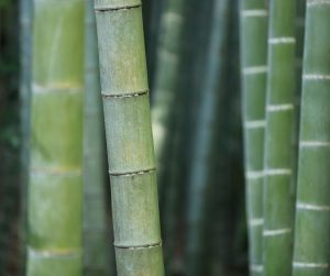 planta de bambú