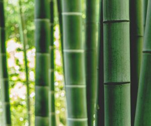 bambú plantado