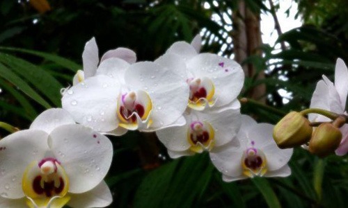 leyendas de flores el origen de la orquidea