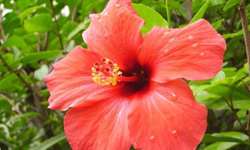 flor Rosa china roja