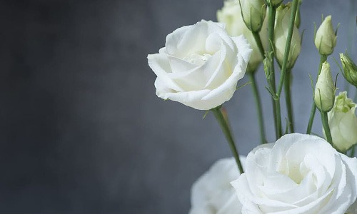 Rosas de flor blanca