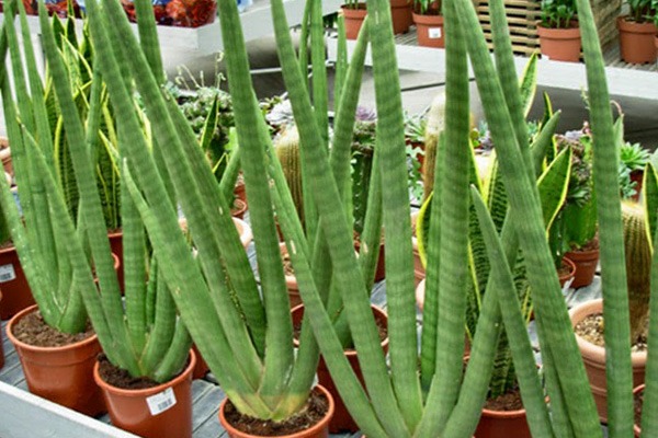 plantas en maceta Sansevieria cylindrica