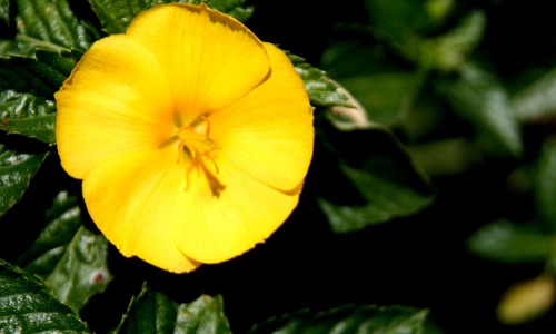Turnera con flor amarilla