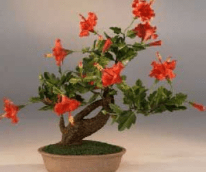 planta con flores rojas plantada en maceta