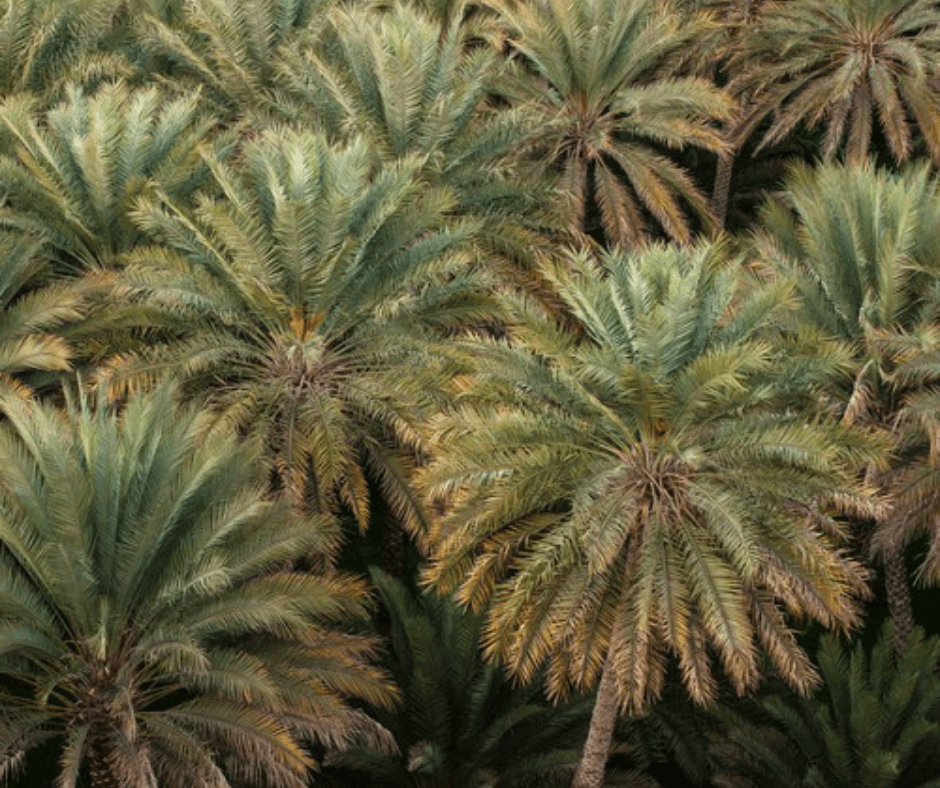 palmeras canaria