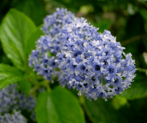 planta con flores azules
