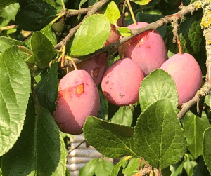 arbol con seis frutas de mango