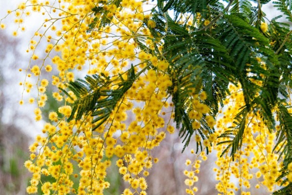 acacia mimosa con flores amarillas