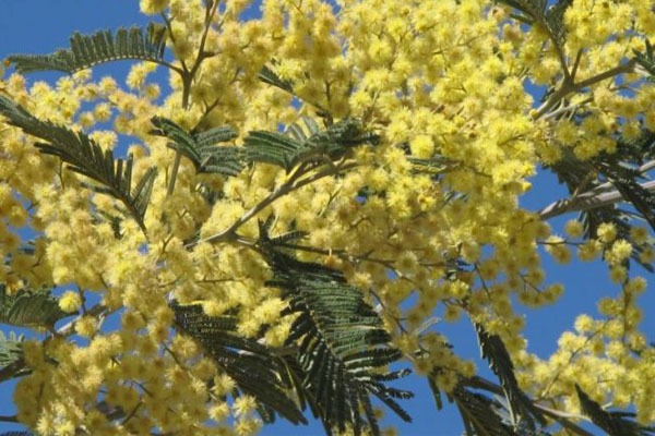 Acacia con flores amarillas