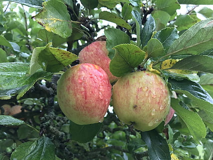 manzanas colgadas de árbol