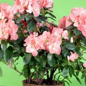 planta de azalea con flores moradas