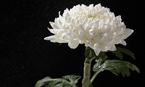 flor de crisantemo blanco