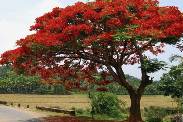 árbol de flamboyán con flores rojas