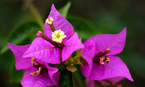 flores moradas de buganbilla