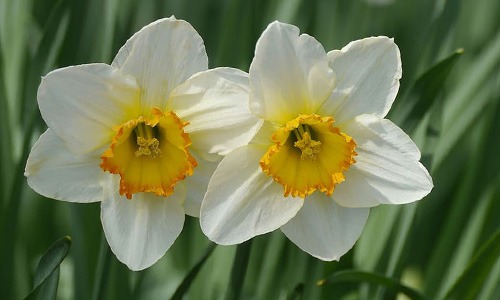 flor narciso blanco