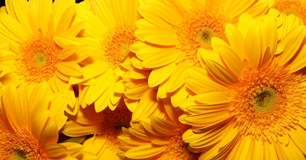 nueve flores amarillas bonitas
