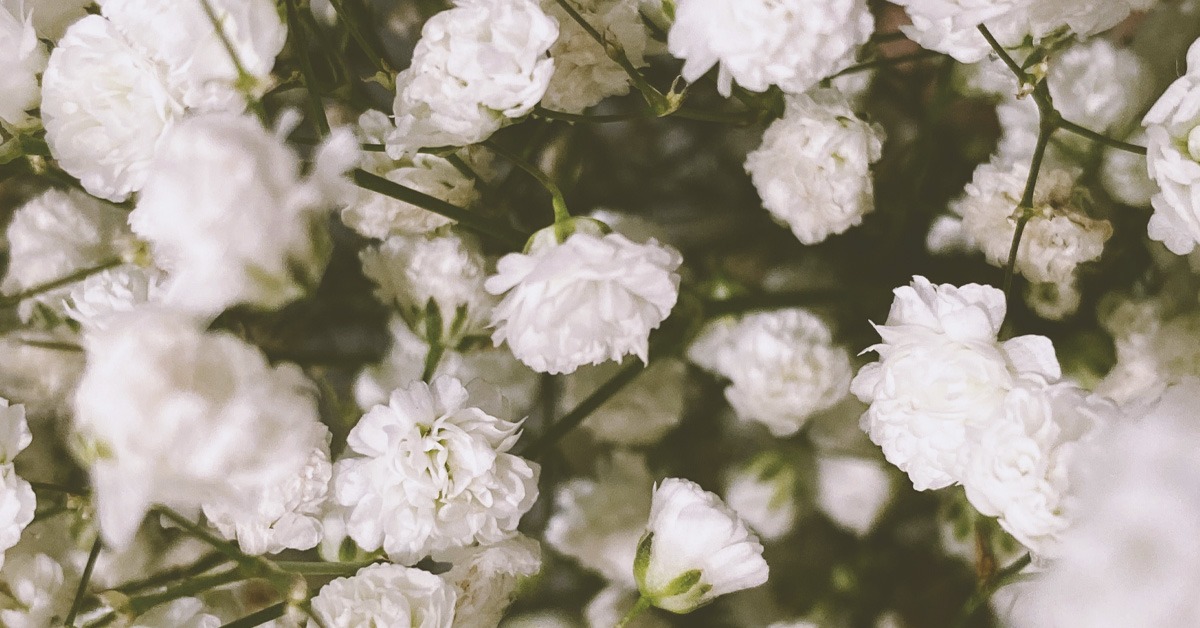 10 Flores Blancas Para Jardín | Nombres Flores Blancas