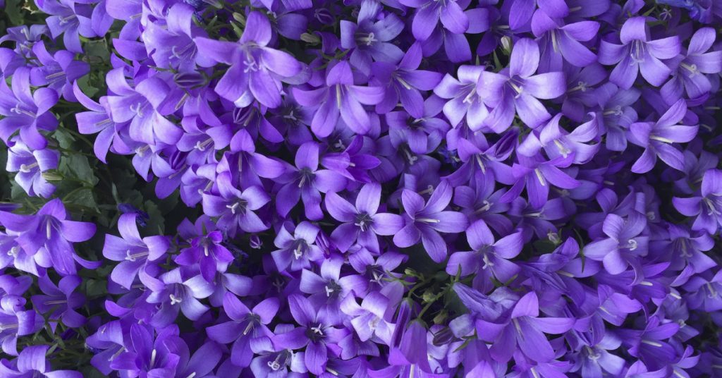 Las 8 Mejores Plantas Con Flores Moradas: Nombres, Características y  cuidados