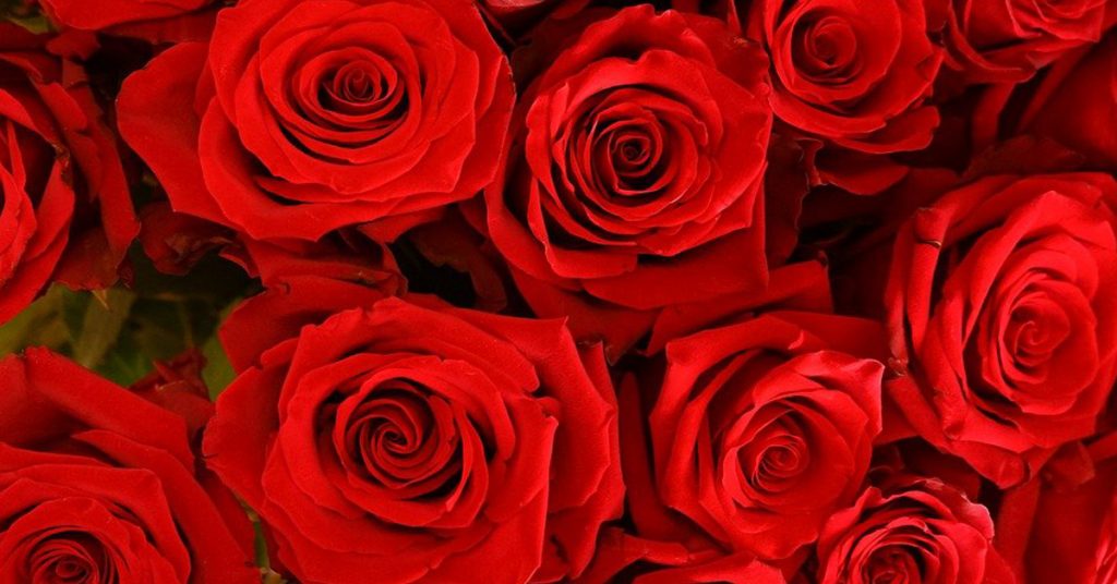 flores de rosas rojas