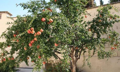frutal de granado en jardín