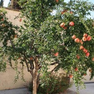 árbol de granado con frutos plantado en patio