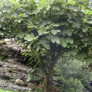 higuera con hojas verdes plantado en campo