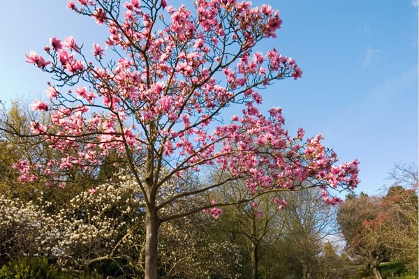 arboles de magnolia en exterior