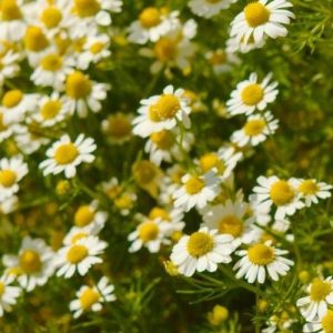 planta de manzanilla con flores blancas y amarillas